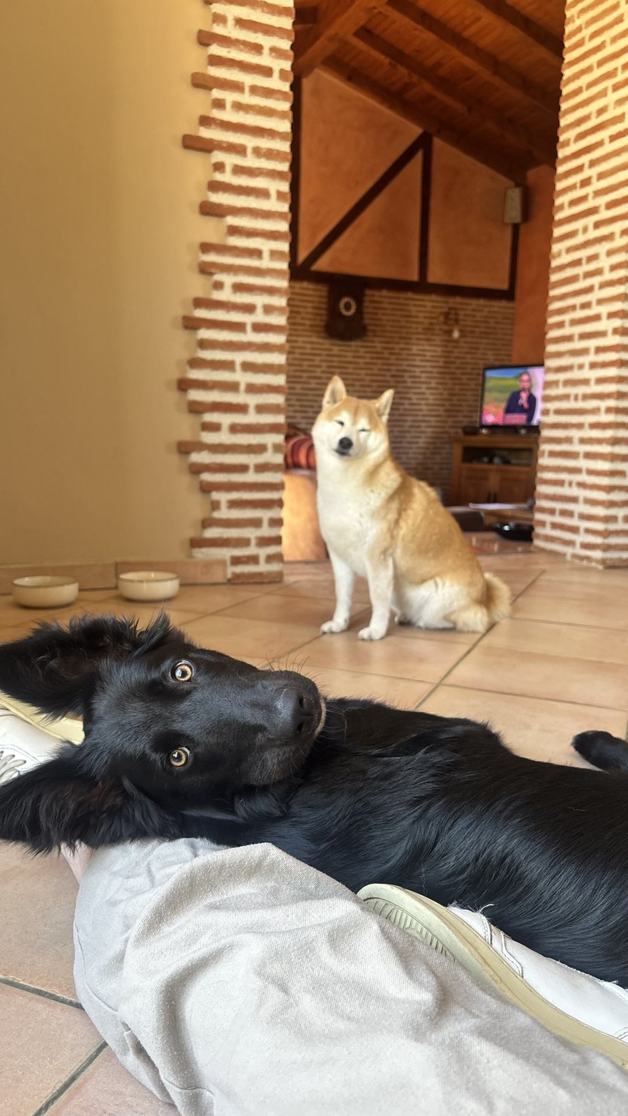 Deux chiens au calme après une journée à la crèche pour chien