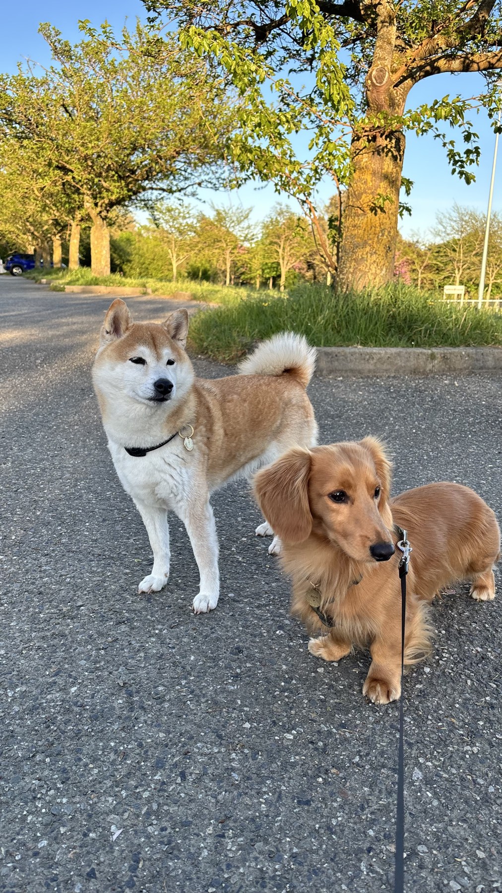 Deux chiens en balade avec Woof Society à Toulouse