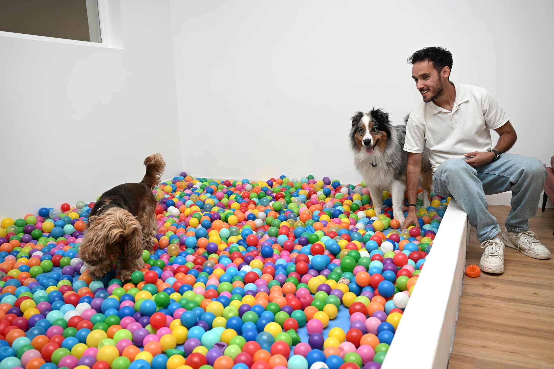 Chiens dans la piscine à balles du club Woof Society à Toulouse